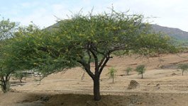 babul-tree_1802.jpg