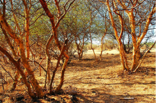 acacias+of+gudjarat.png