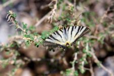 12619848-swallowtail-butterfly-in-the-acacia-bush.jpg