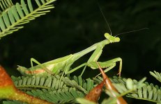 preying_mantis_acacia_7750.jpg