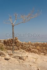 Acacia%40Masada.jpg