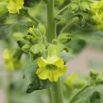 Nicotiana_rustica-IMG_4370.jpg