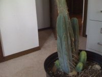 bridgesii+pup.jpg