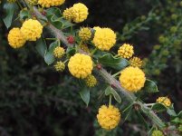 acacia_paradoxa1.jpg