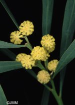 Acacia+retinodes+2.jpg