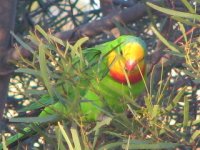 superbparrot1.jpg