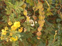 Acacia_nilotica2-1.jpg