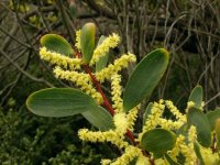 Acacia_longifolia_ssp_sophorae_photo_file_401KB.jpg