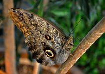 owl-butterfly.jpg