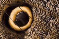 eyespot-on-owl-butterfly-wing.jpg