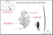 mucronata_subsp_dependens.jpg