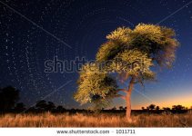 stock-photo-star-circles-with-camel-thorn-acacia-erioloba-tree-in-foreground-kalahari-south-af...jpg