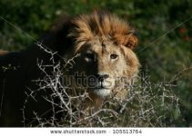 stock-photo-a-big-tawny-male-lion-stares-through-an-acacia-tree-in-this-beautifull-side-profil...jpg