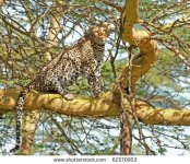 stock-photo-a-leopard-stands-on-acacia-tree-to-rest-after-a-kill-62570953.jpg