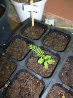 Nilotica+20+Dec+12.JPG