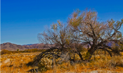 nevada+mesquite+1.png