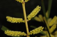 Acacia+longifolia+fls.JPG