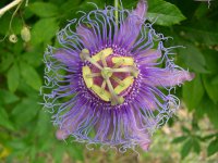 Passiflora+incarn+flor.jpg