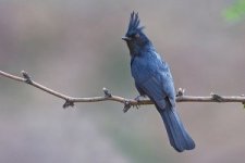 Phainopepla-nitens-300x200.jpg