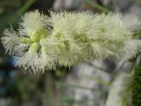 Acacia_millefolia_9-16-2009_2-43-50_PM.JPG