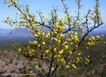 acacia+neovernicosa.jpg
