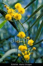 Acacia+cyanophylla%2C+italy.jpg