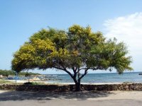 Acacia+-san-teodoro-acacia-tree-sardinia-italy.jpg