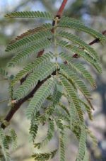 Acacia_schaffneri.jpg