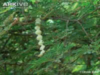 Gum-arabic-tree-ssp-tomentosa-seed-pod-and-leaves.jpg