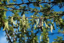 Acacia-nilotica-1.jpg