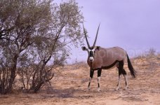 gemsbok+with+grey+camel+thorn.jpg