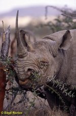 black+rhino+and+acacia.jpg