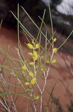 Acacia_burkittii_flowers_501001_080906_DW.jpg