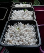 seedlings.JPG
