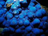 botryoidal+azurite.jpg