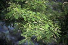 Acacia-catechu-2.jpg