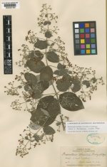 Banisteriopsis+muricata.jpg