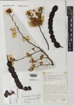 Anadenanthera+colubrina.jpg