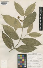 Tabernaemontana+undulata+Vahl.jpg