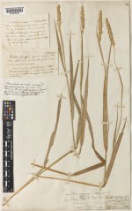 Phalaris+arundinacea+L.jpg