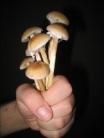 mush_4th_2013_png.png