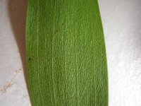 IMG_1003.jpg