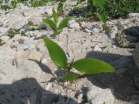 IMG_0928.jpg