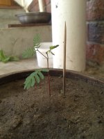 A+Acuminata+1.jpg