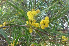 acacia+proviinialis+flower.jpg