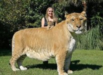 big+cat.jpg