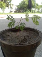 Acuminata+-+16032013.jpg