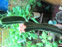 IMG_1386.JPG