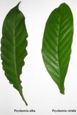 alba_viridis.jpg