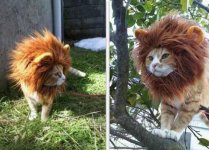 lioncat2.jpg